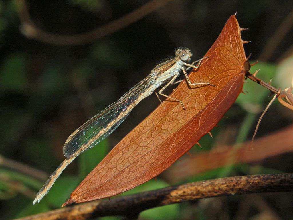 Una foglia ed una libellula - Sympecma fusca